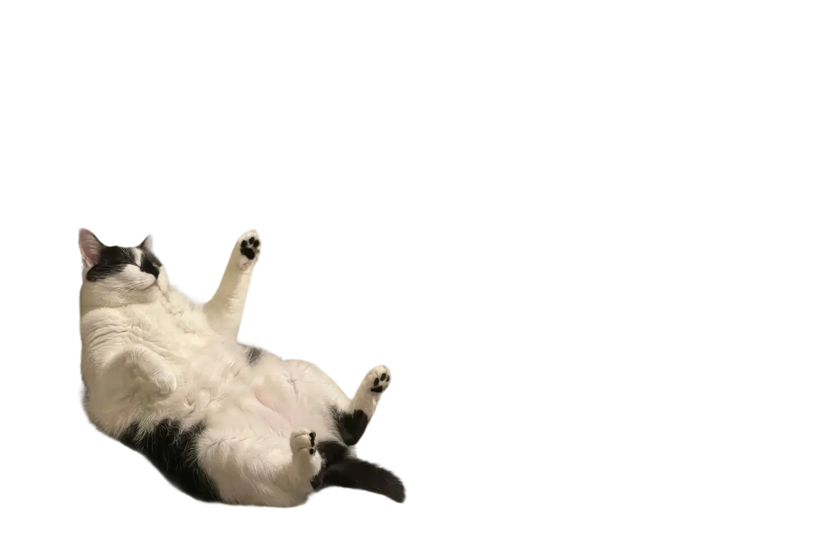 Michelangelo’s Creation of Adam as a Cat